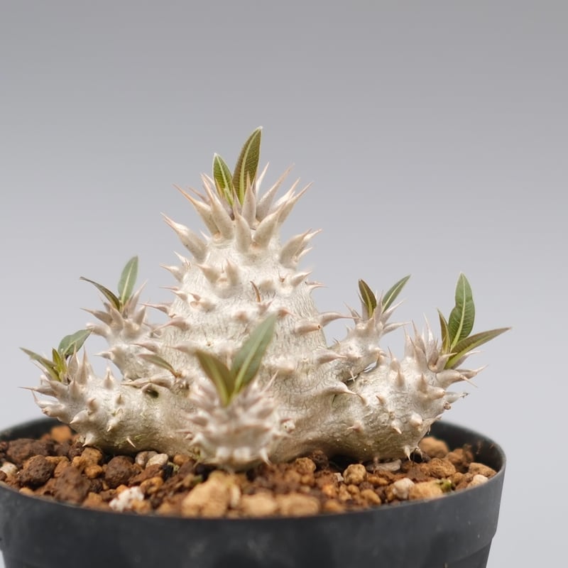 パキポディウム　ロスラーツム種150粒以上 パキポディウム ロスラーツム 実生株 012 Pachypodium rosulatum