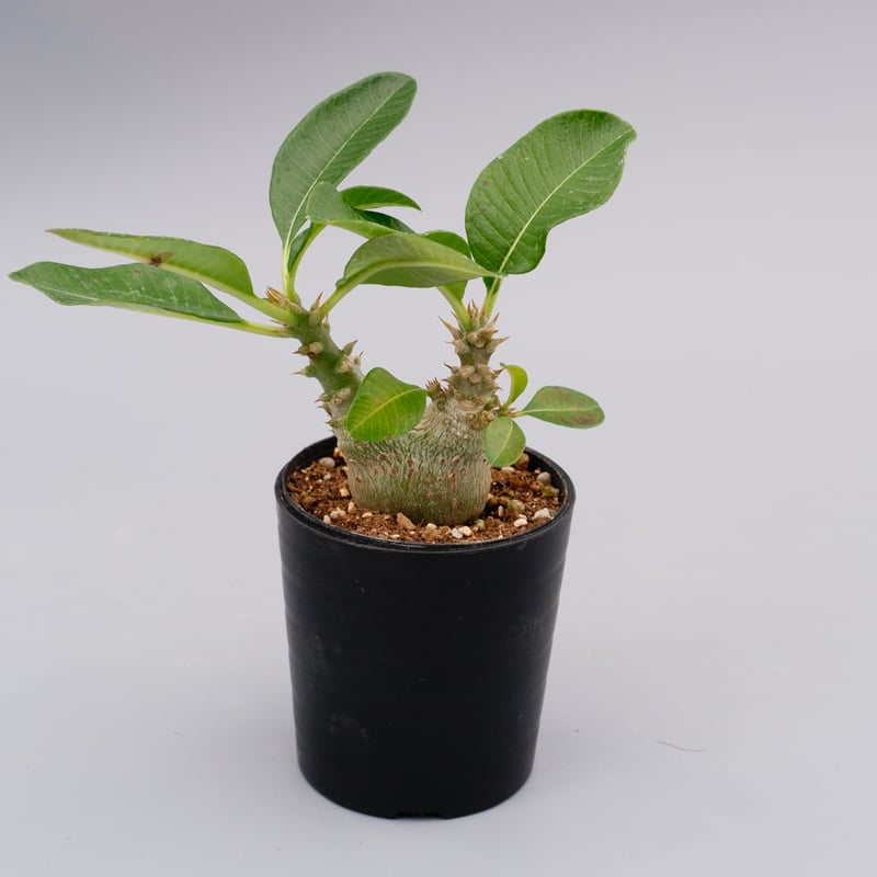 パキポディウム ウィンゾリー 実生株 017 Pachypodium windsorii |