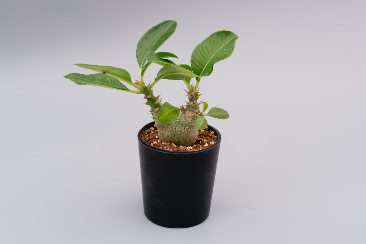 パキポディウム ウィンゾリー 実生株 017 Pachypodium windsorii |