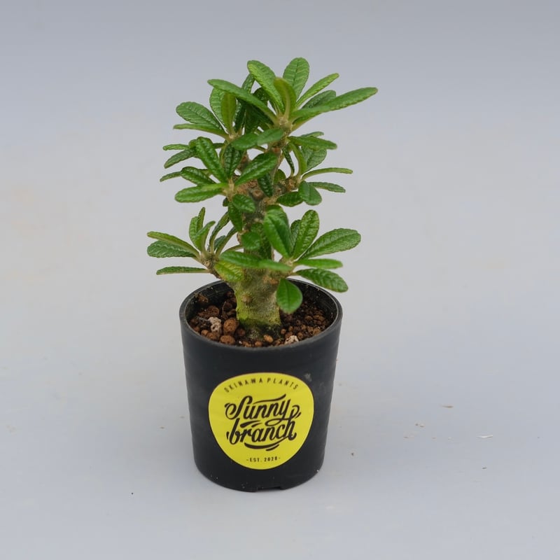 ドルステニア ギガス043 Dorstenia gigas | Sunny Branch