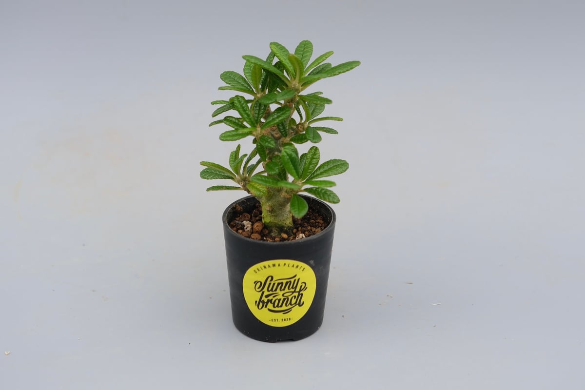 ドルステニア ギガス043 Dorstenia gigas | Sunny Branch