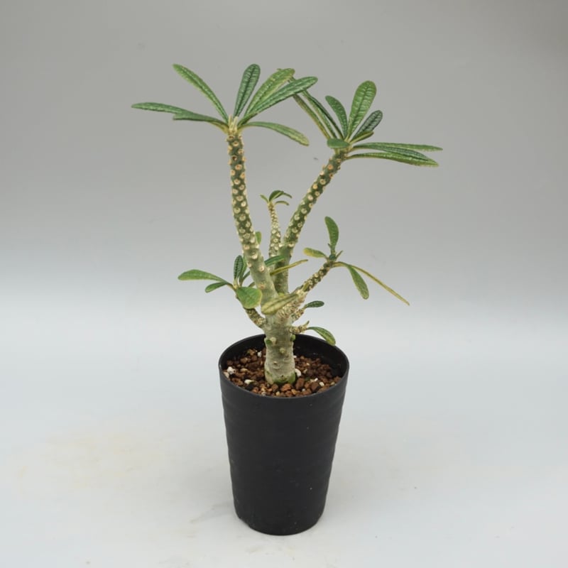 ドルステニア ギガス033 Dorstenia gigas | Sunny Branch