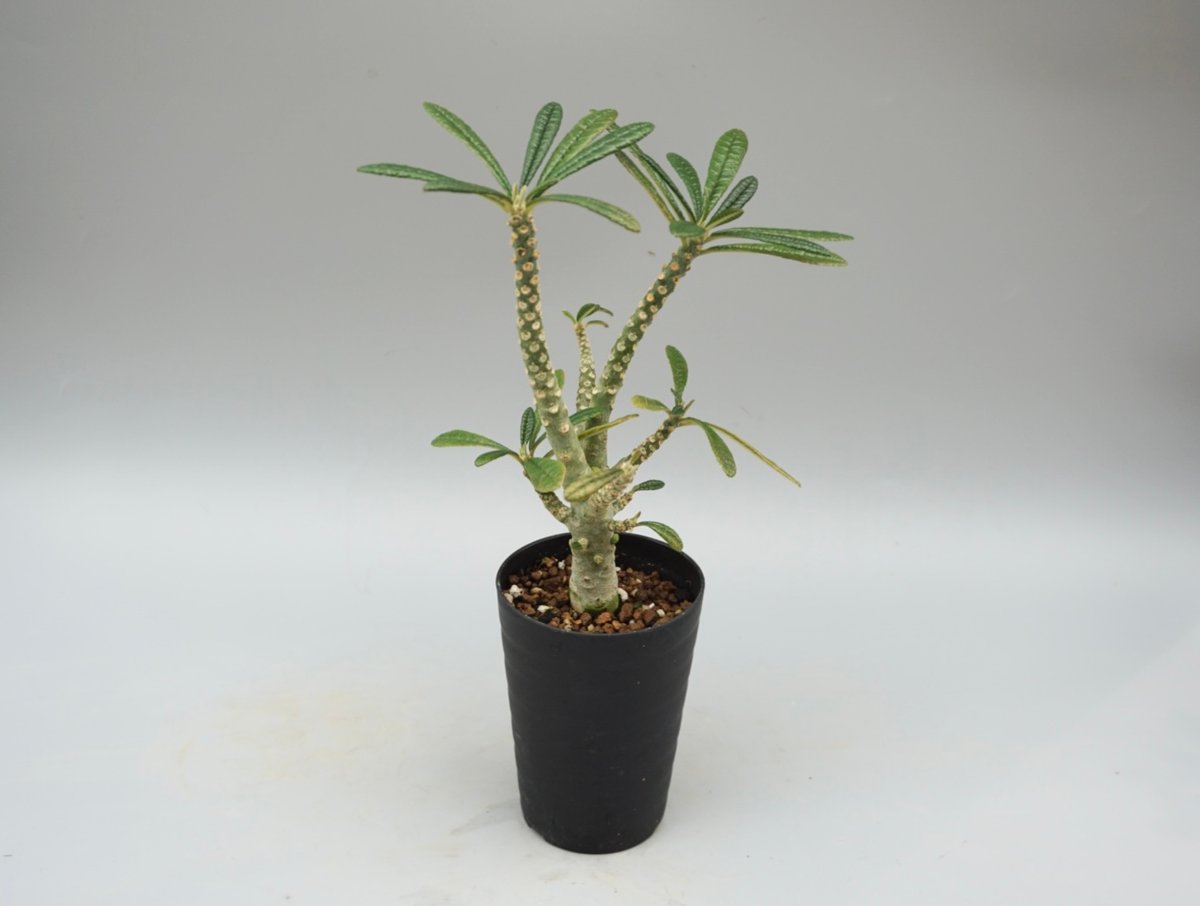 ドルステニア ギガス033 Dorstenia gigas | Sunny Branch