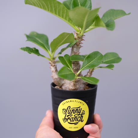 プリンさんウィンゾリー　10 isla del pescado - Pachypodium baronii var. windsorii