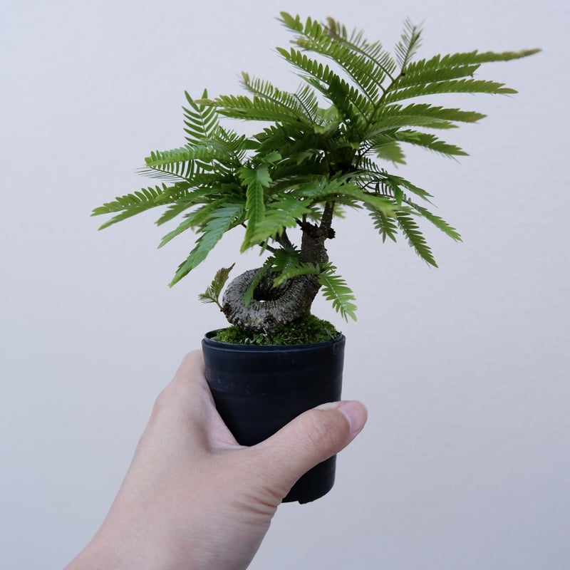 エバーフレッシュ 手乗りサイズ12 | Sunny Branch