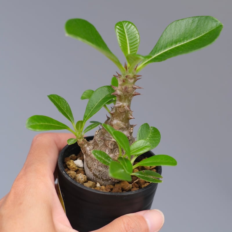 パキポディウム ウィンゾリー 実生株 053 Pachypodium windsorii |
