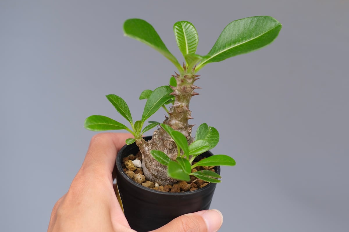 パキポディウム ウィンゾリー 実生株 053 Pachypodium windsorii |