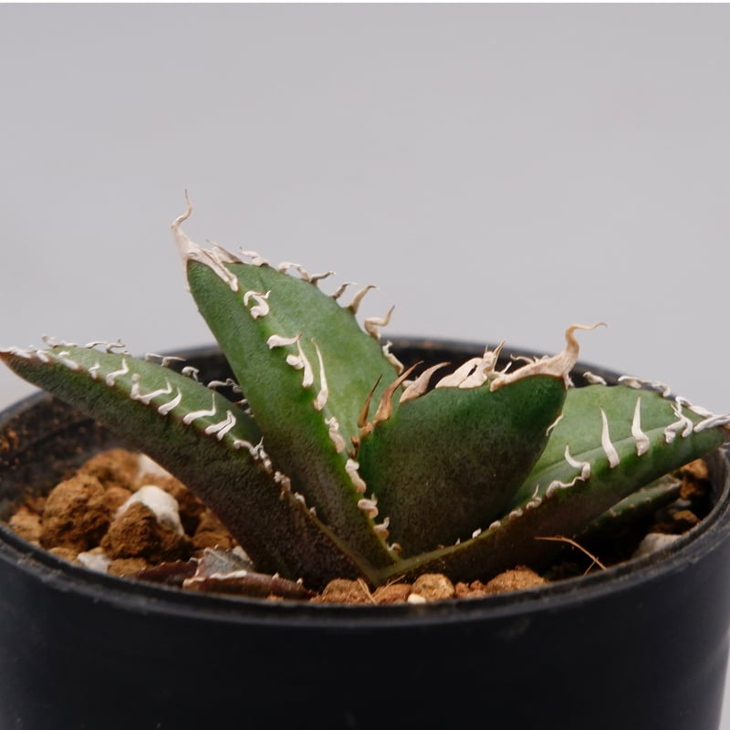 アガベ オテロイ 実生株 Agave oteroi seeding 090 | Sunny