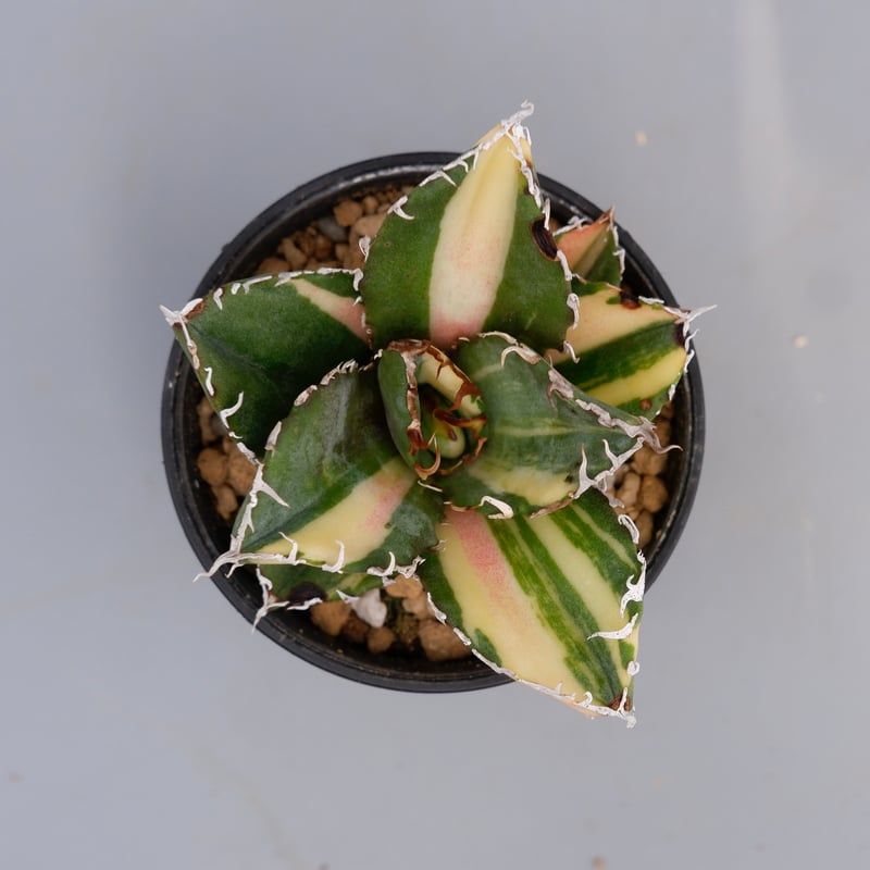 アガベ チタノタ 白鯨 姫厳竜 BB ジャガーノート斑入 セット