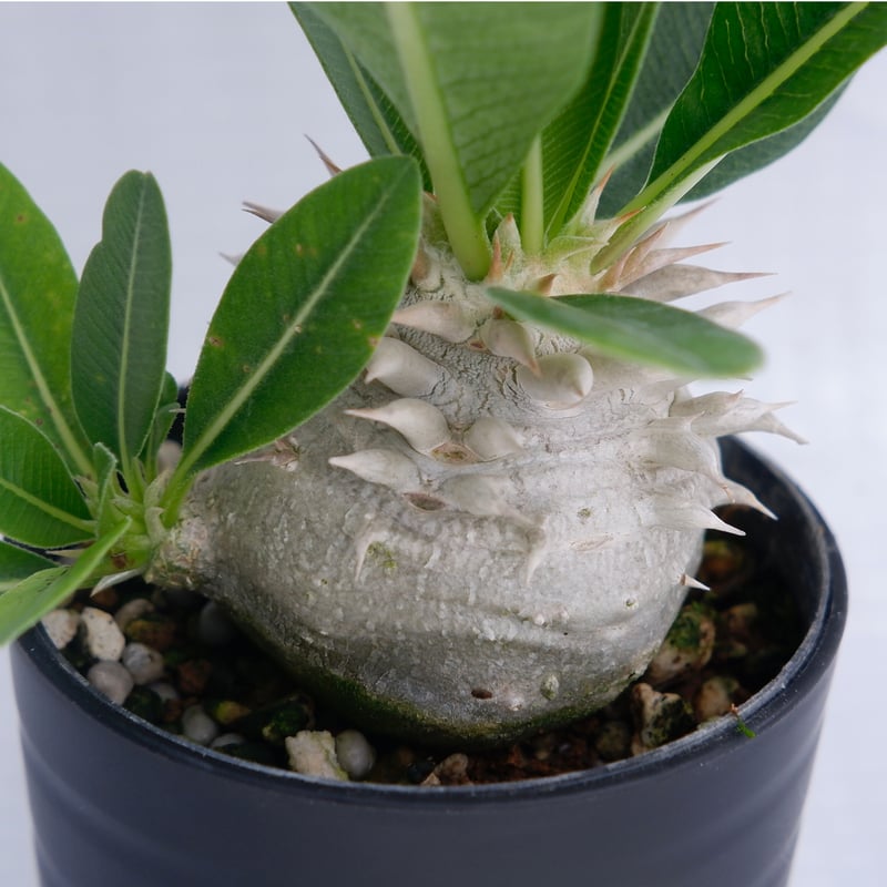 パキポディウム 白花 恵比寿笑い 実生株 Pachypodium brevicaule パキポディウム 白花 恵比寿笑い 実生株 Pachypodium brevicaule