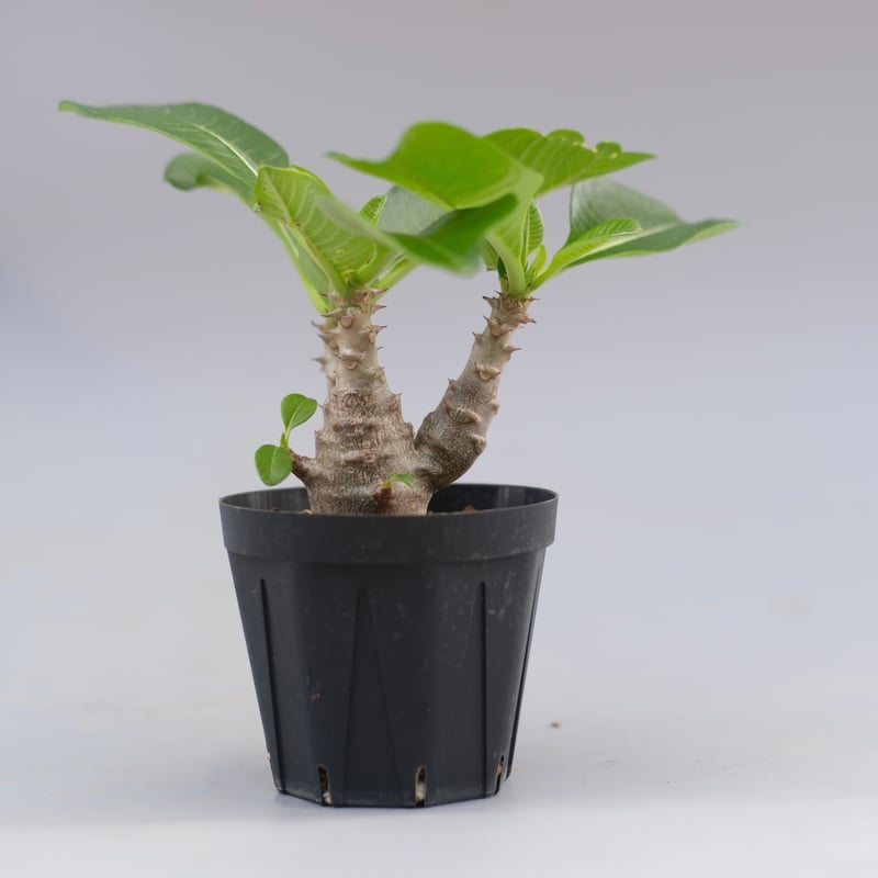 パキポディウム ウィンゾリー 実生株 045 Pachypodium windsorii |