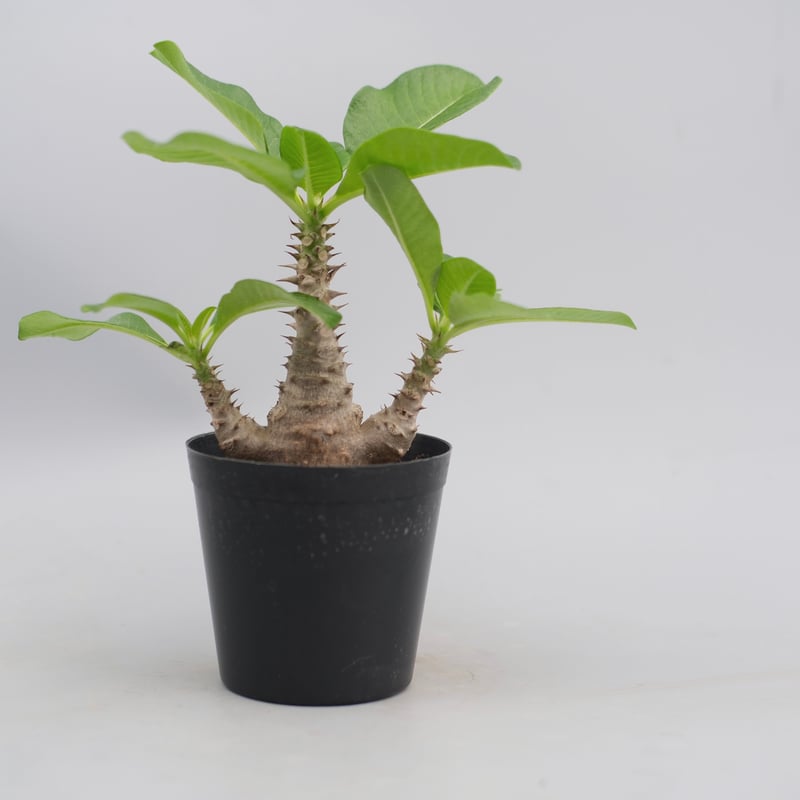 パキポディウム ウィンゾリー 実生株 063 Pachypodium windsorii