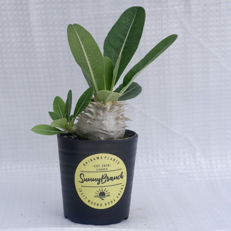 実生Pachypodium brevicaule恵比寿笑い 4本セット P. brevicaule ／ 恵比寿笑い レモンクリーム🌼 オトンナの花が