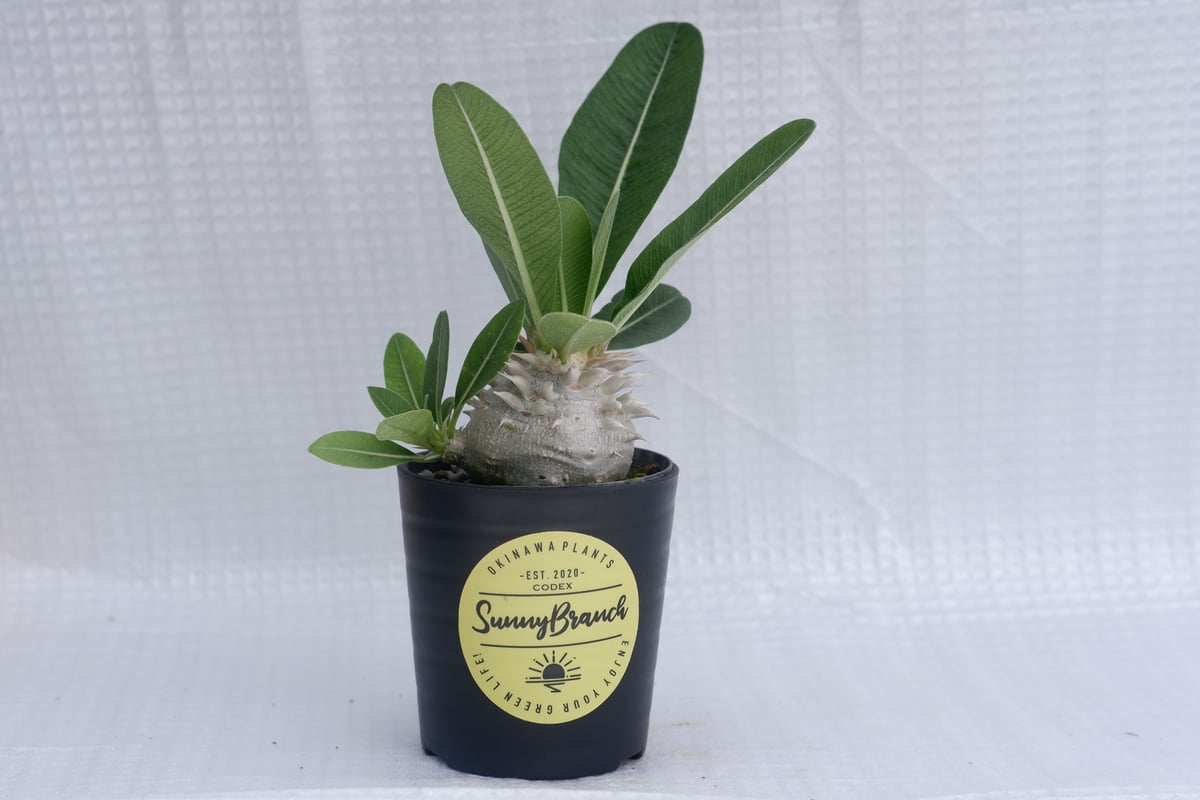 パキポディウム 白花 恵比寿笑い 実生株 Pachypodium brevicaule