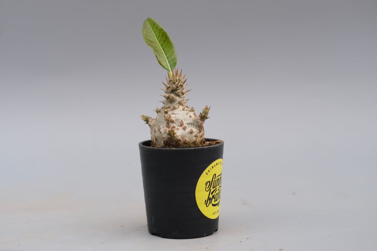パキポディウム ウィンゾリー 実生株 118 Pachypodium windsorii |