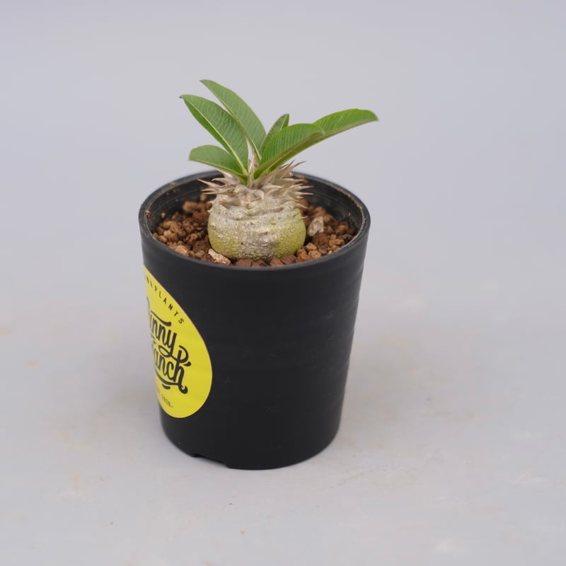 パキポディウム エニグマチカム 実生株 Pachypodium enigmaticum 008
