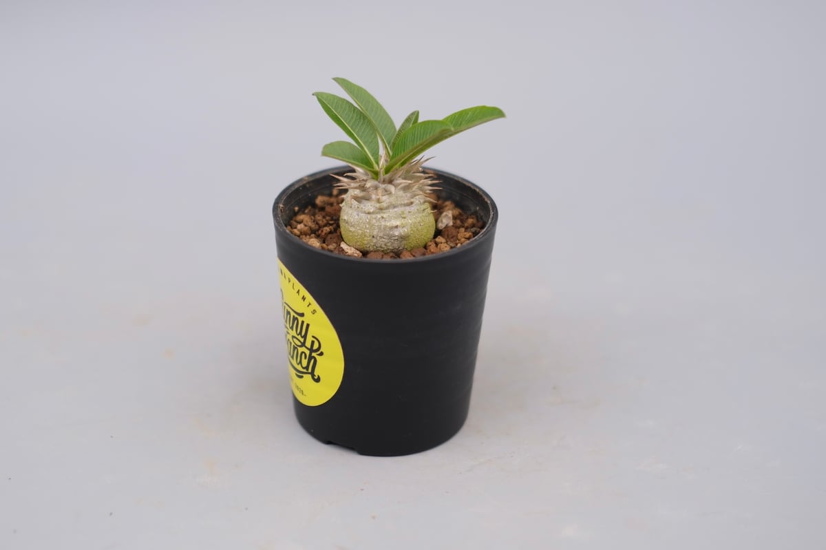 パキポディウム エニグマチカム 実生株 Pachypodium enigmaticum 008