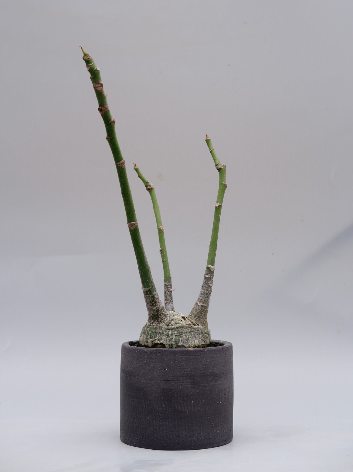 ボンバックス　真ん丸　美形 ボンバックス 真ん丸 美形