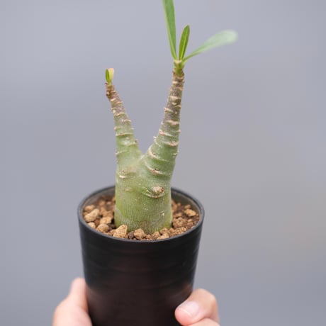 アデニウム アラビカム ブラックステム 実生株　 Adenium arabicum Black stem 010