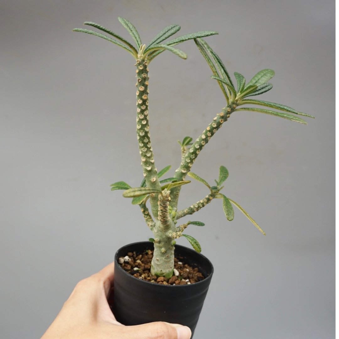 ドルステニア ギガス033 Dorstenia gigas | Sunny Branch