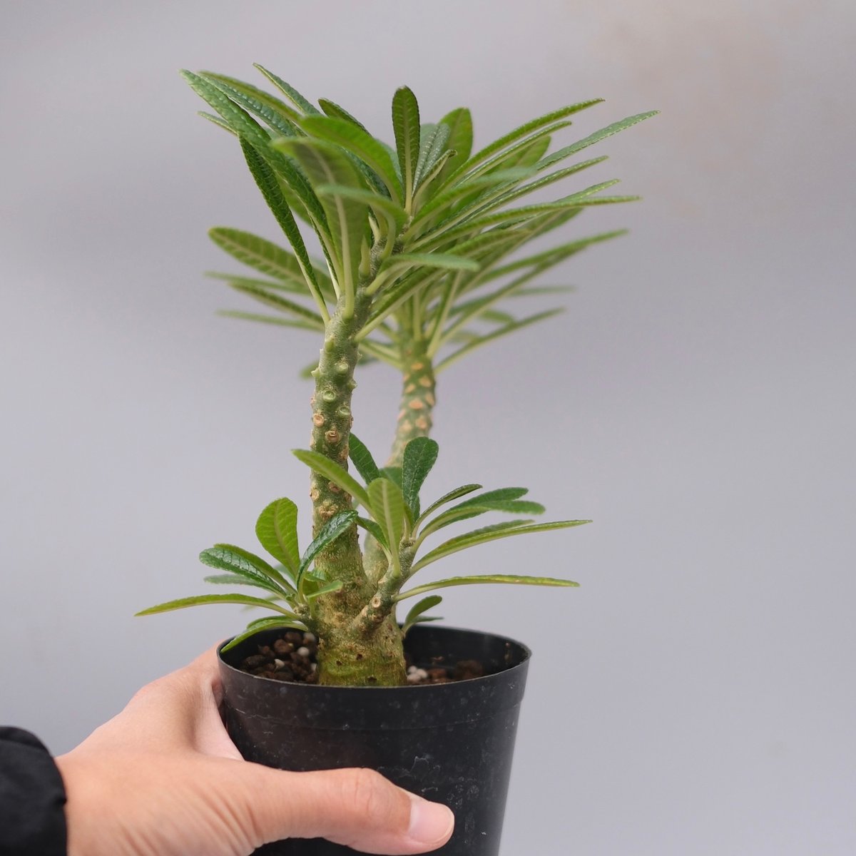 ドルステニア ギガス055 Dorstenia gigas | Sunny Branch