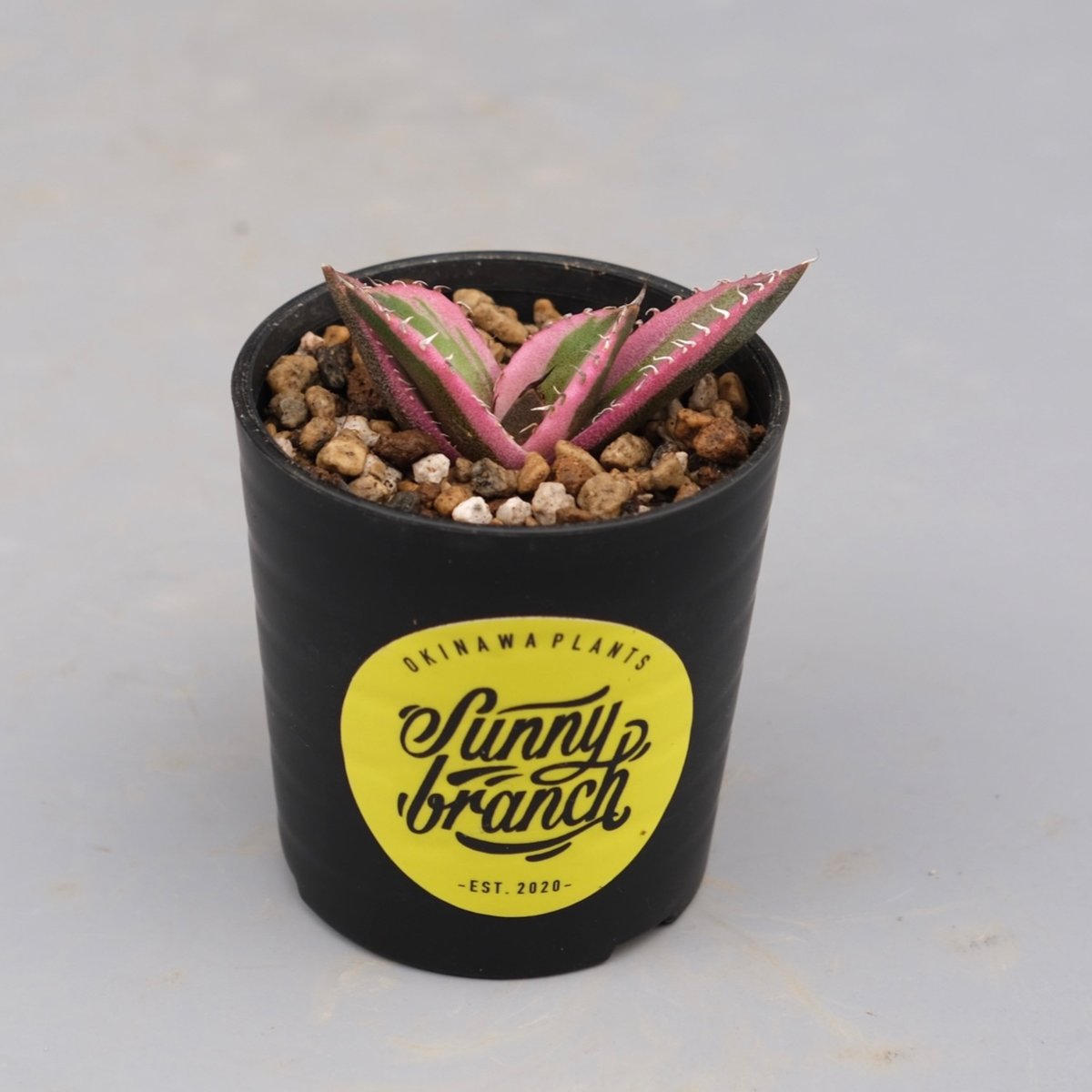 アガベ チタノタ スナグルトゥース Agave titanota Snaggle Tooth