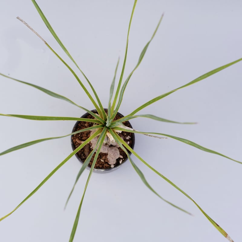ユッカ ロストラータ 001【幹立ち】 Yucca Rostrata | Sunny Branch