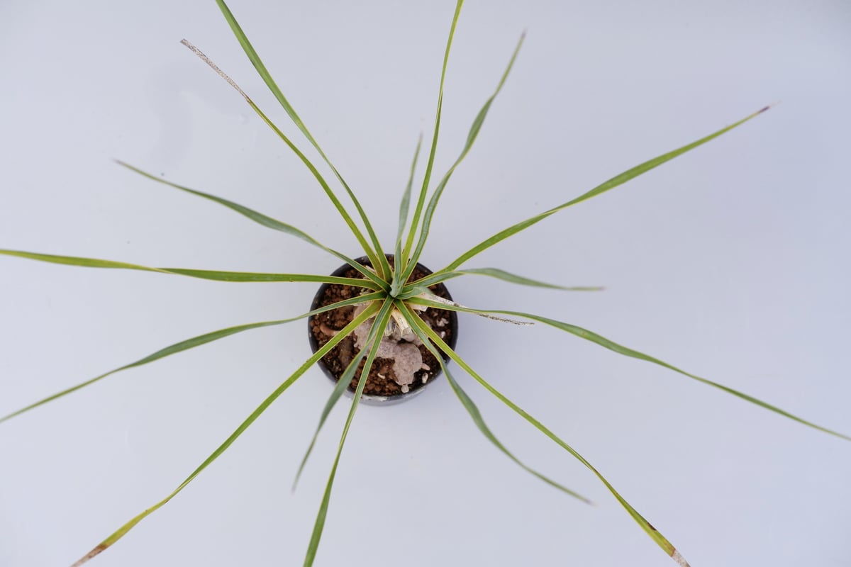 ユッカ ロストラータ 001【幹立ち】 Yucca Rostrata | Sunny Branch