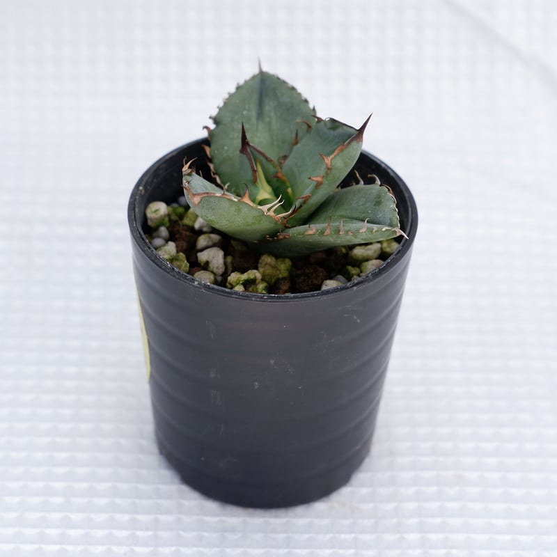 アガベ オテロイ 実生株 Agave oteroi seeding 009 | Sunny