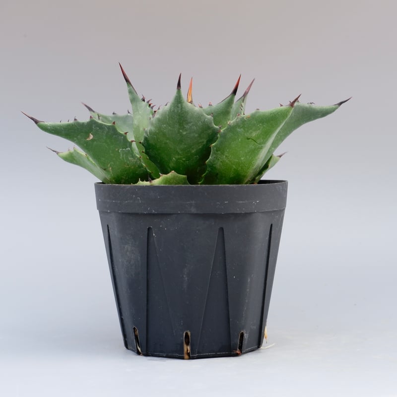 アガベ サロモニー・アガベ マグニフィカ 005 Agave salomonii Agave
