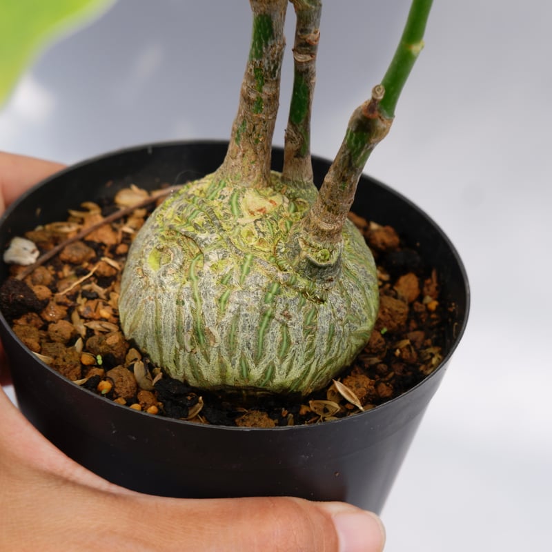 まんまる型 プセウド ボンバックス 024 Pseudobombax ellipticum |