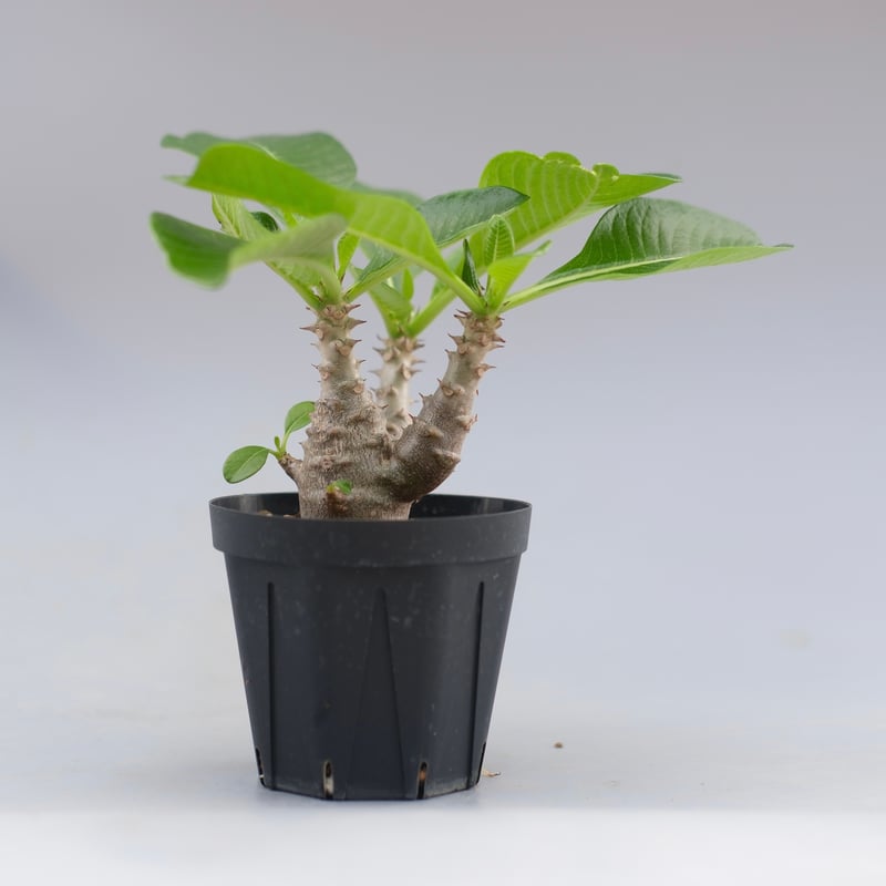 パキポディウム ウィンゾリー 実生株 045 Pachypodium windsorii |
