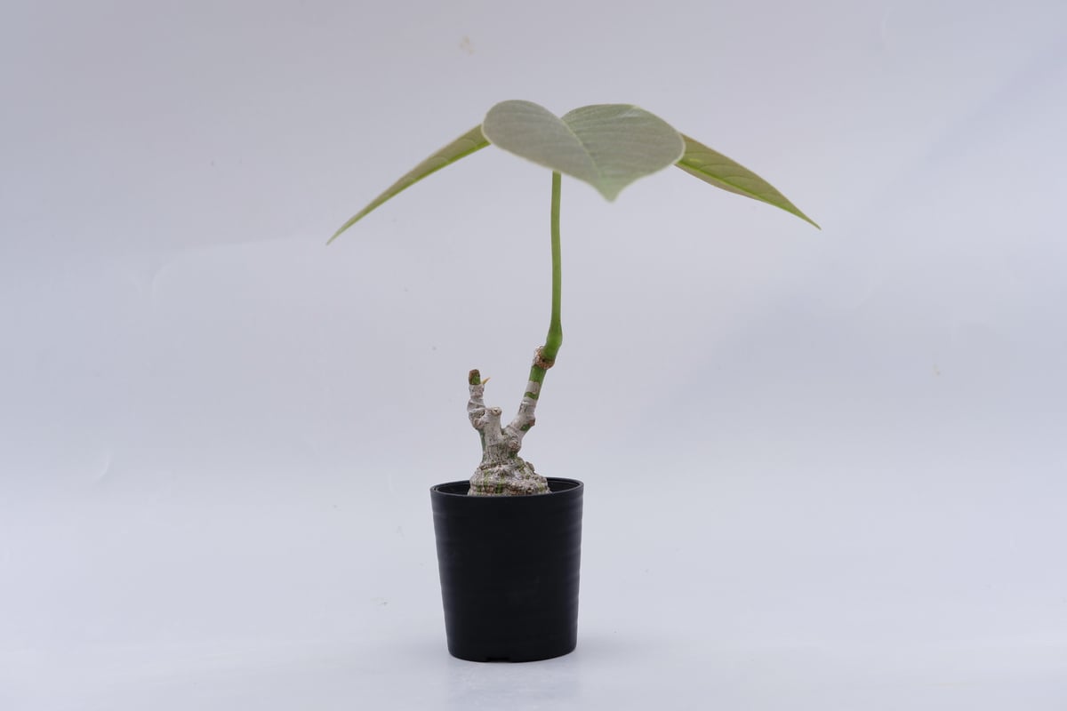 プセウド ボンバックス まん丸仕立て009 Pseudobombax