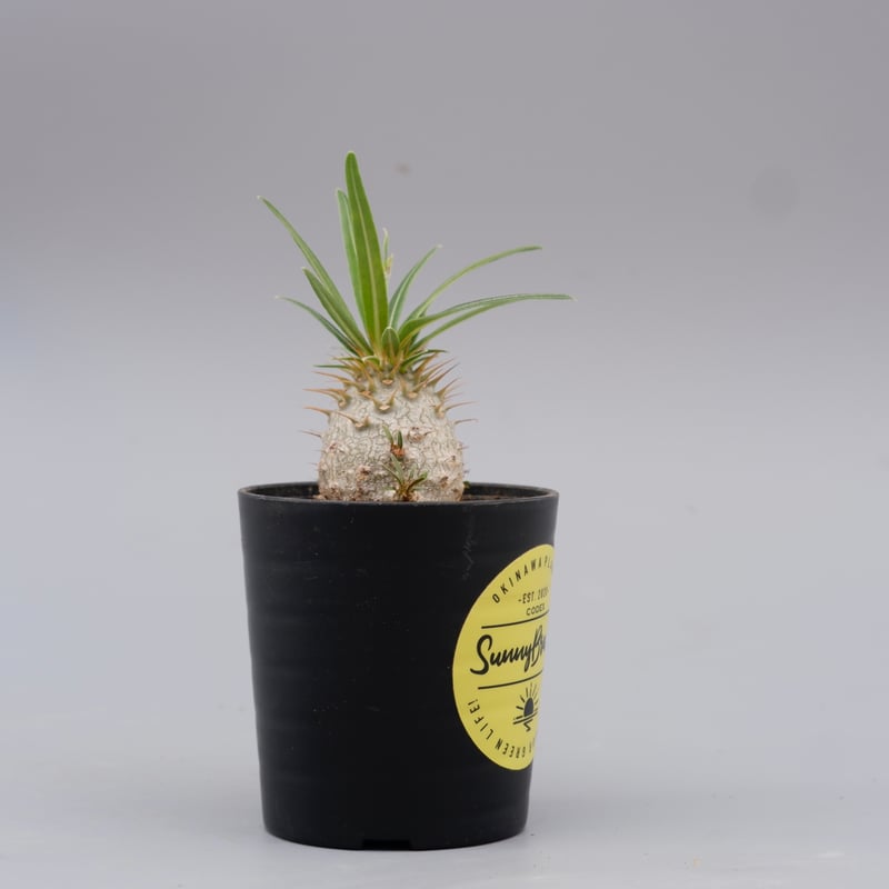 パキポディウム グラキリス 実生株 Pachypodium gracilius 048 | S