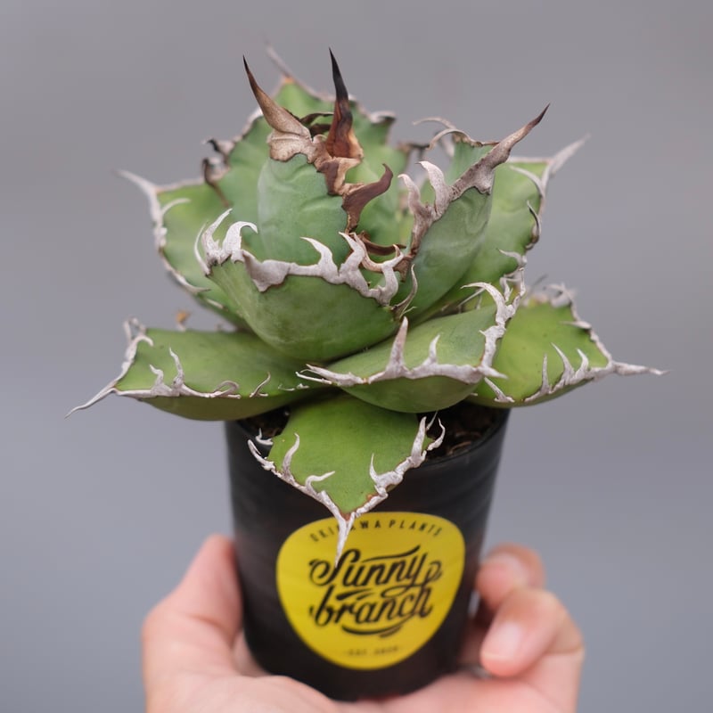 アガベ チタノタ シーザー Agave titanota caesar 183 | Sunny