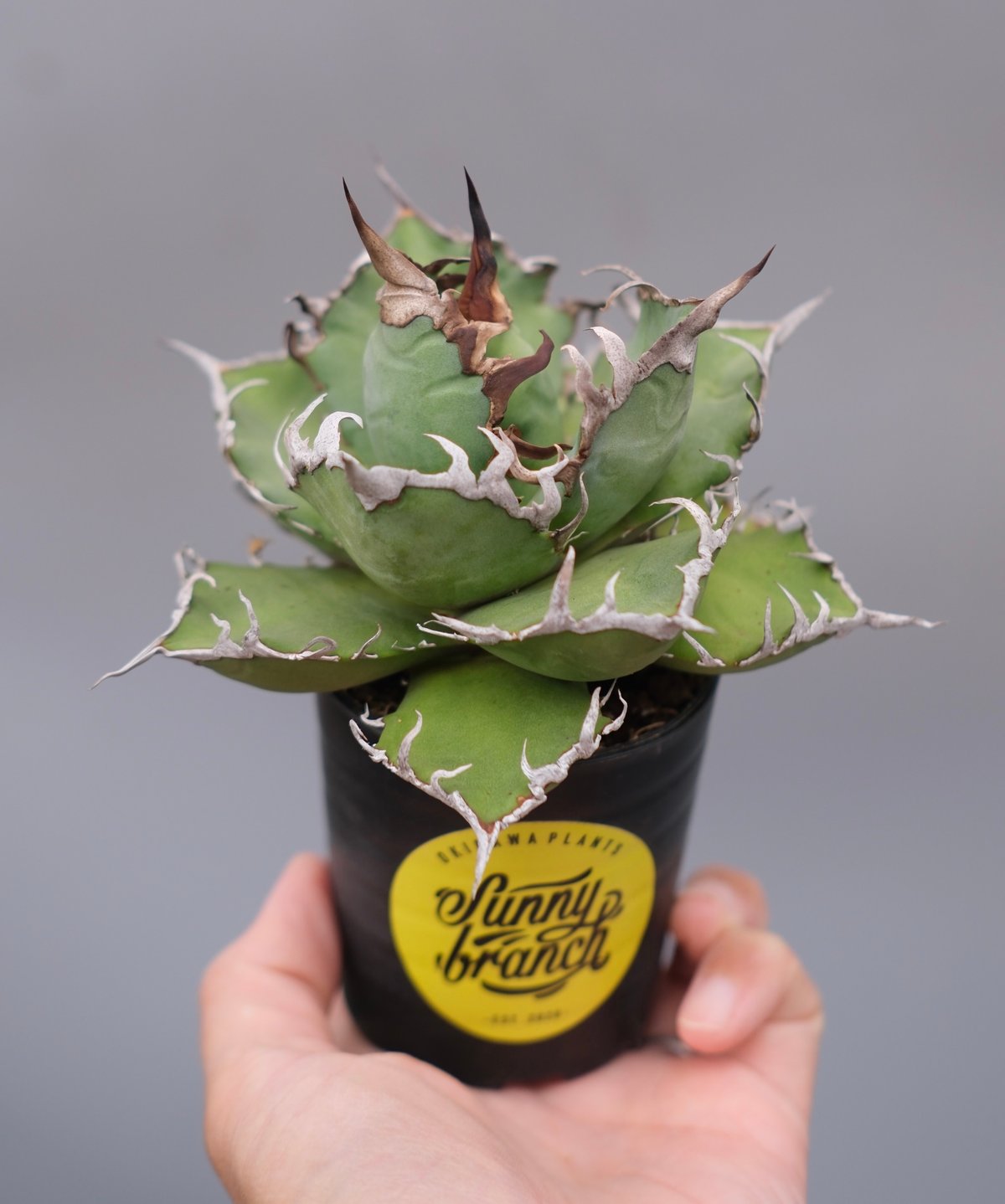 アガベ チタノタ シーザー Agave titanota caesar 183 | Sunny