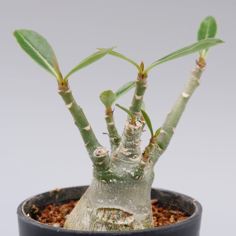 【大株】【実生株】アデニウム・ソマレンセ　砂漠の薔薇 実生8年目】アデニウム・アラビカム〜砂漠の薔薇〜