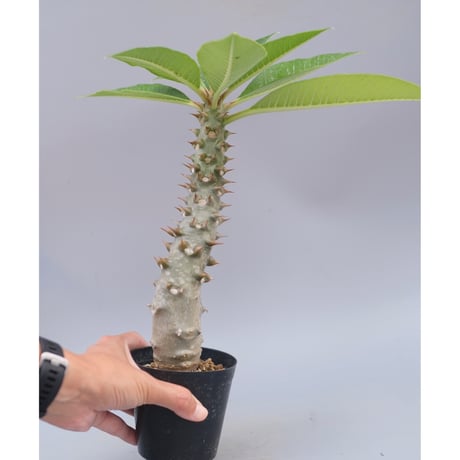 パキポディウムバロニー | STORES