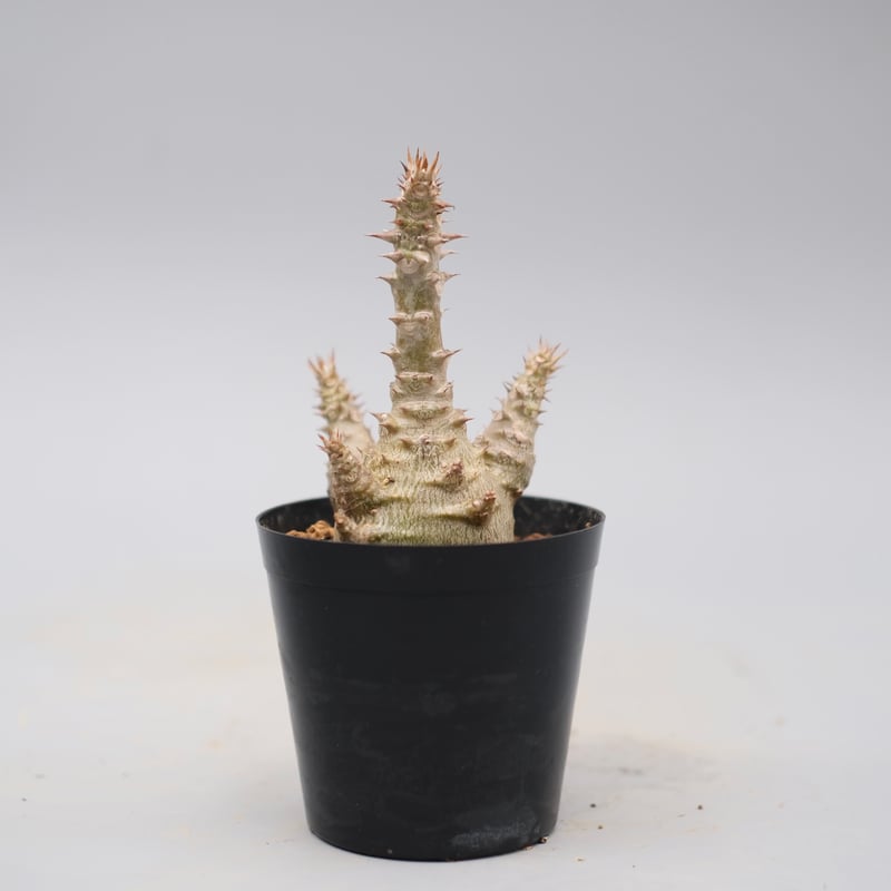 パキポディウム ウィンゾリー 実生株 135 Pachypodium windsorii |