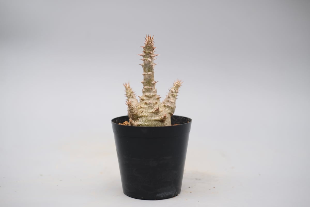 パキポディウム ウィンゾリー 実生株 135 Pachypodium windsorii |