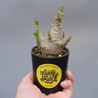パキポディウム　ウィンゾリー　国内実生株　レア　希少 パキポディウム ウィンゾリー 実生株 168 Pachypodium windsorii |