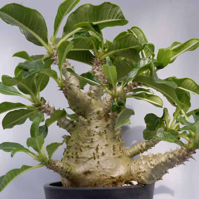 EMP パキポディウム ウィンゾリー 実生 / Pa84 EMP パキポディウム ウィンゾリー 実生 / Pa84 - メルカリ