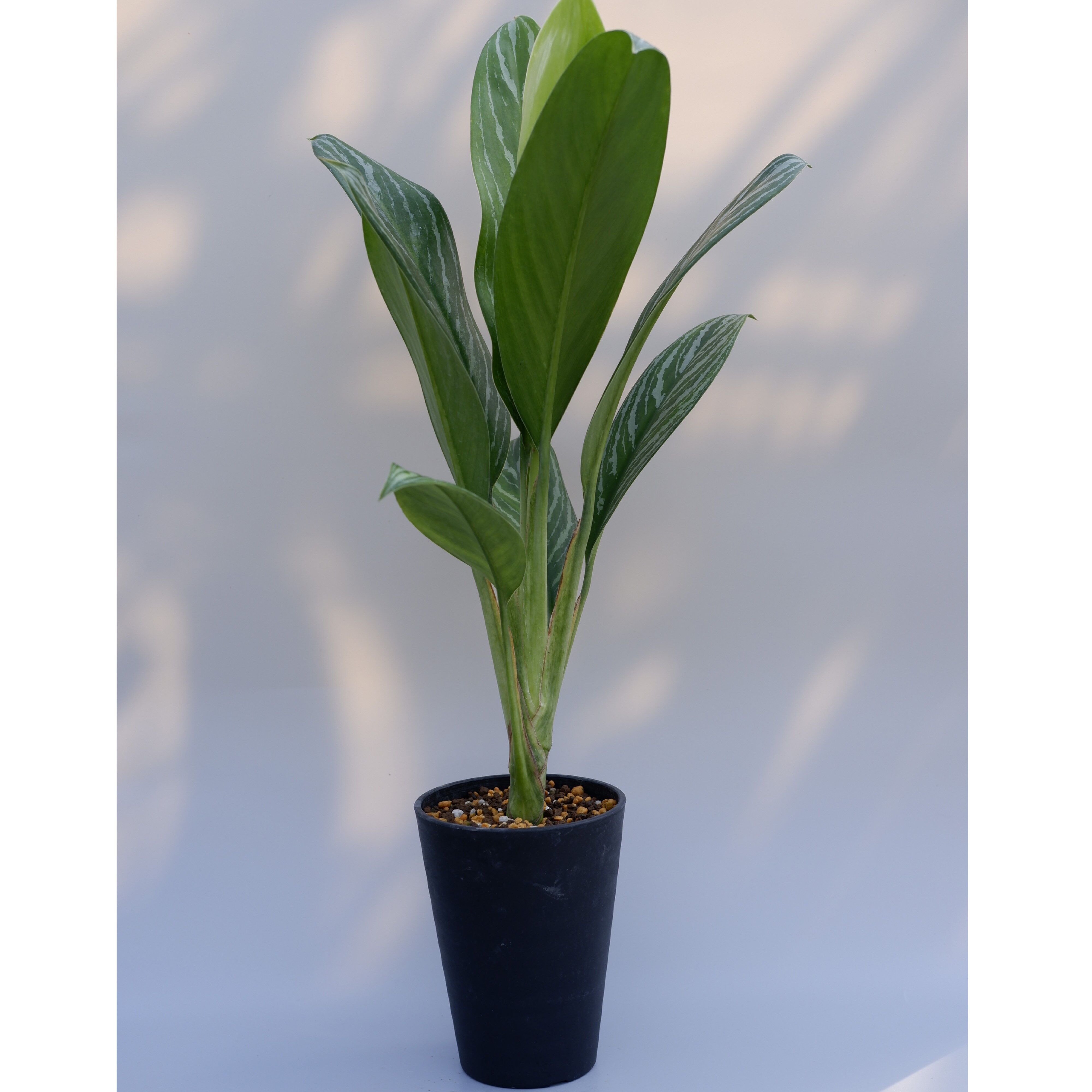 アグラオネマ リリアン Aglaonema 003 | Sunny Branch