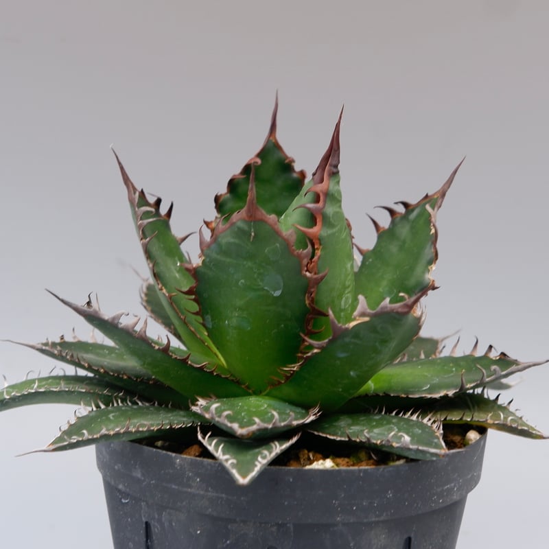 アガベホリダ極上株　Agave horrida No.AHRD014 アガベ ホリダ / Agave horrida ssp. horrida #6 | Ducks