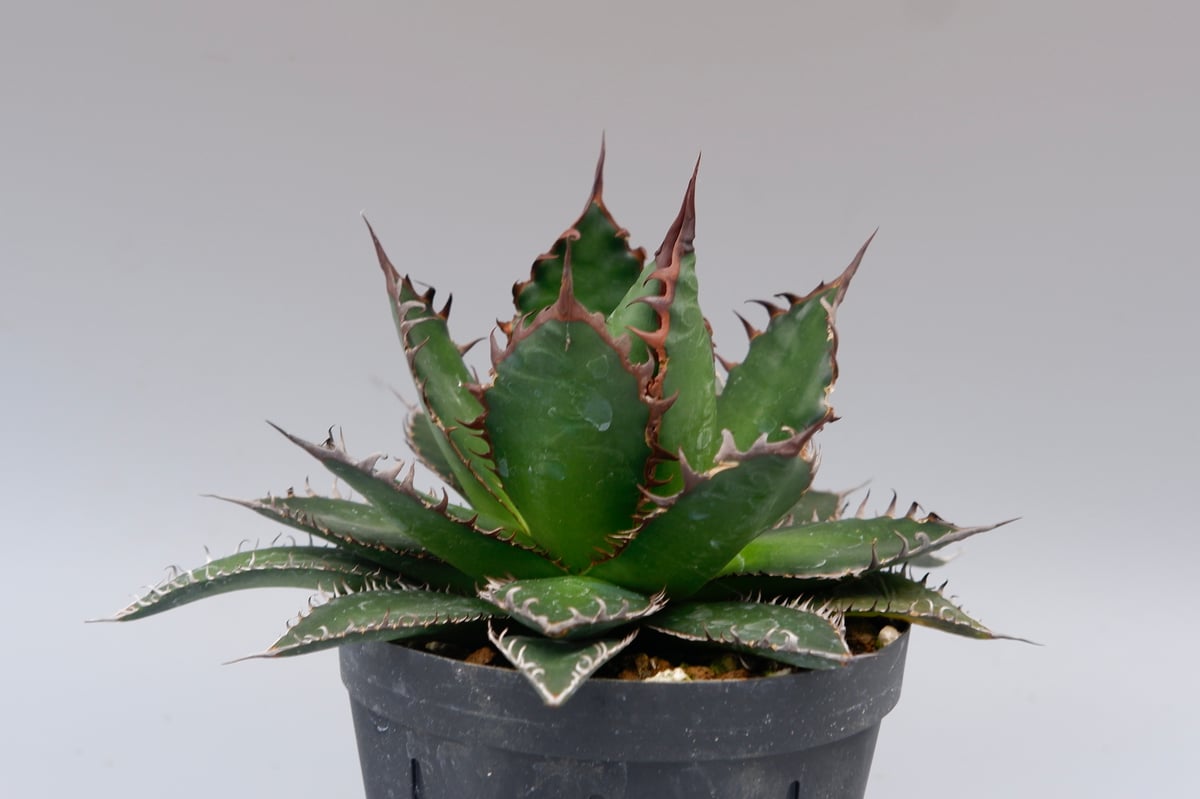 アガベホリダ極上株　Agave horrida No.AHRD015 アガベホリダ極上株 Agave horrida No.AHRD015
