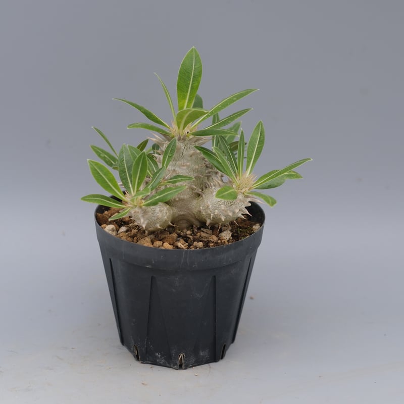 パキポディウム ロスラーツム 実生株 012 Pachypodium rosulatum