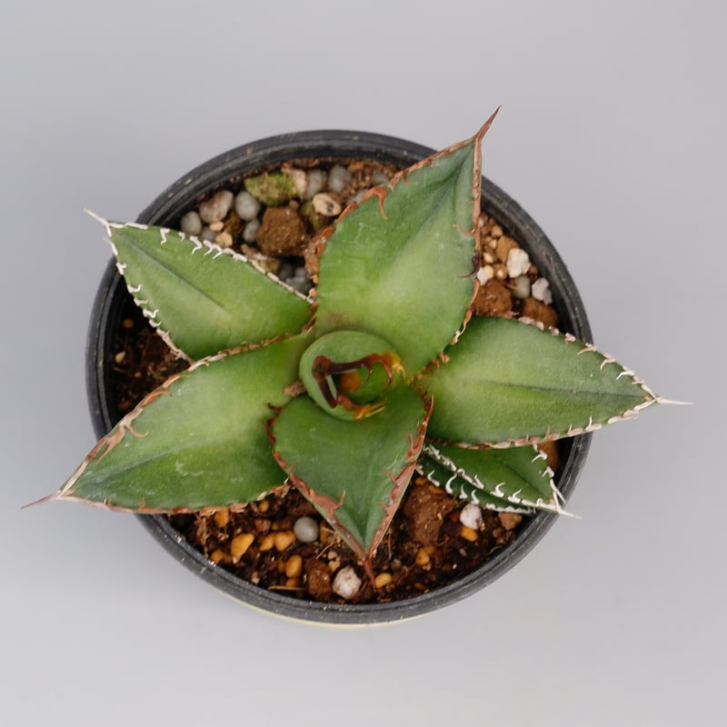 アガベ オテロイ 実生株 Agave oteroi seeding 073 | Sunny