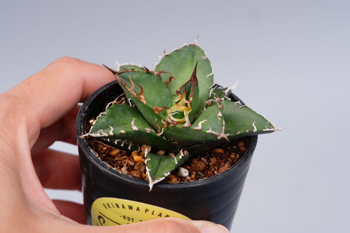 アガベ チタノタ シーザー Agave titanota caesar 116 | Sunny