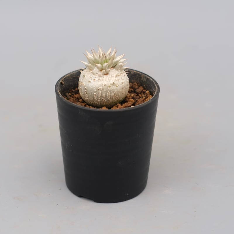 パキポディウム エニグマチカム 実生株 Pachypodium enigmaticum 005