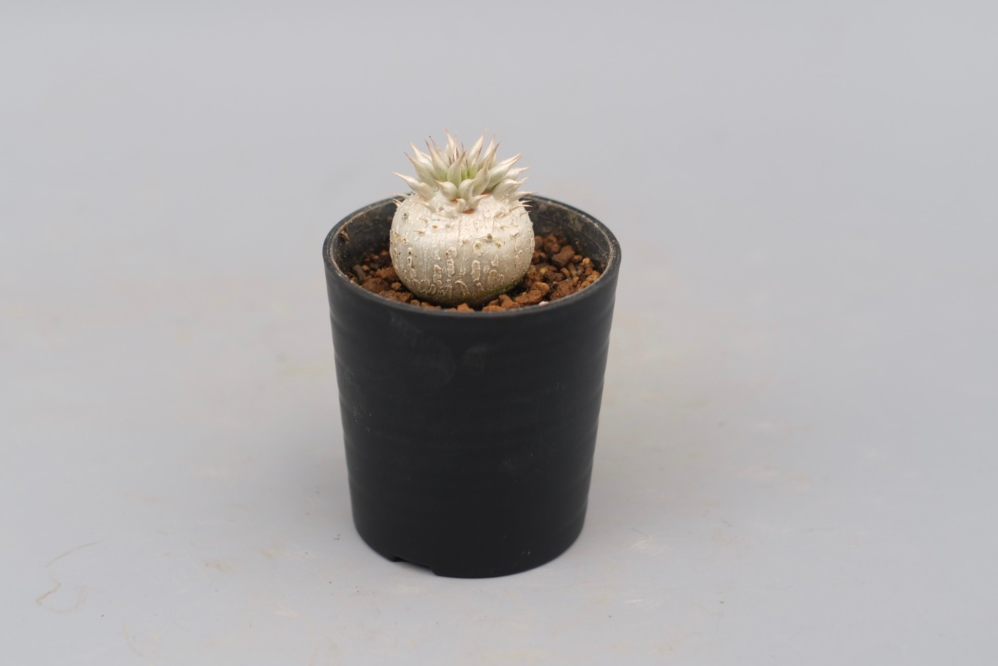 パキポディウム エニグマチカム 実生株 Pachypodium enigmaticum 005